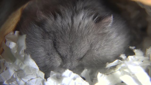 Close shot of hamster sleeping in log