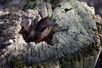 Alter Baumstumpf mit Loch, Totholz als Habitat für Insekten.