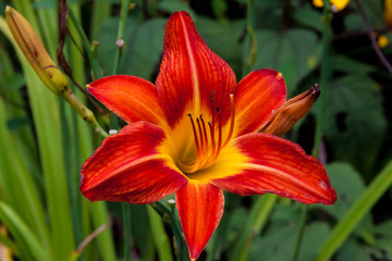 Red and Yellow Day Lily