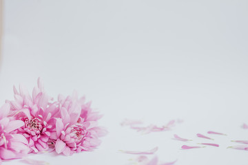Fototapeta premium abstract floral background with flowers