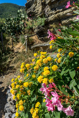 Italy, Cinque Terre, Vernazza, a close up of a flower garden