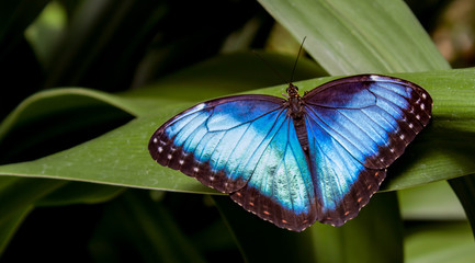 Blue Morpho