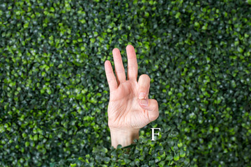 Sign Language Letter F made with hand against green plant background
