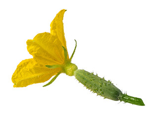 Fresh cucumber flower isolated on white background with clipping path