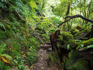 Narrow steps in tropical forest with moss and ferns on footpath hiking trail near furnas, Sao Miguel island, Azores, Portugal