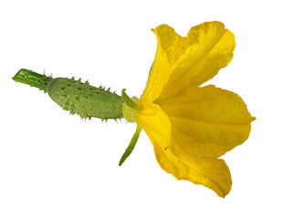 Fresh cucumber flower isolated on white background with clipping path