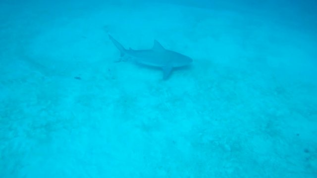 Bull shark swimming with remoras in the waters off Playa del Carmen.