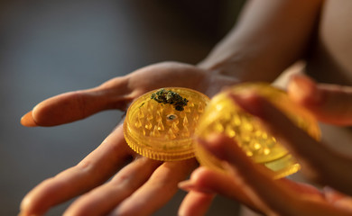 Grinding marijuana buds in womans hands. Plastic grinder & cannabis big buds