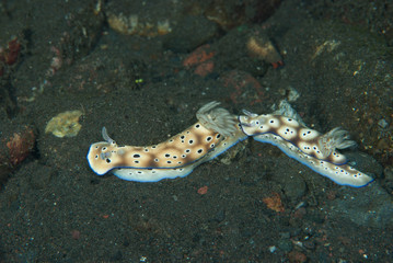Hypselodoris tryoni Nudibranch