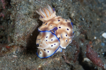 Hypselodoris tryoni Nudibranch