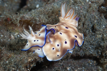 Hypselodoris tryoni Nudibranch