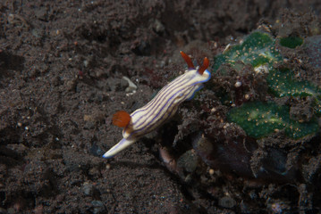 Hypselodoris whitei Nudibranch