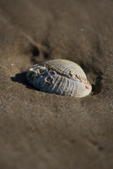 Moluscos 