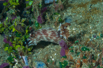 Jorunna rubescens Nudibranch