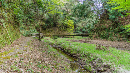 春の大多喜県民の森の風景