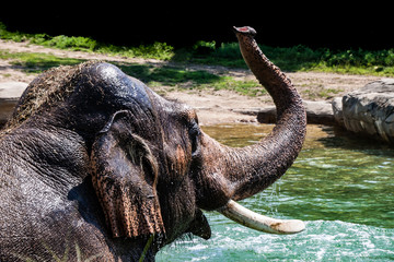 Bathing Elephant