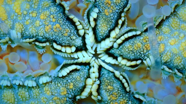 Closeup of starfish of the mouth opening and pedicillaria on aquarium glass. Starfish slowly moving on the glass wall of the aquarium. Red Jungle Starfish (Pentaster obtusatus)