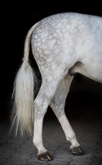 Obraz na płótnie Canvas braided tail of a grey hunter horse on black background