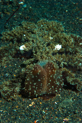 Melibe viridis Nudibranch