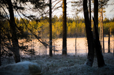 Morning light through trees