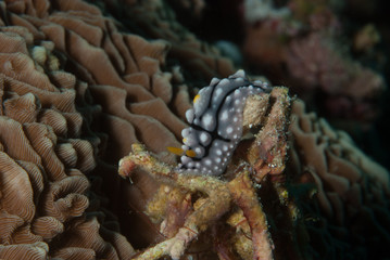Phyllidia elegans Nudibranch