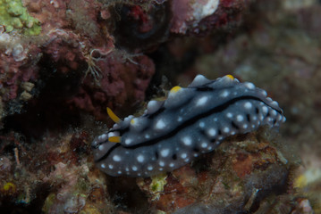 Phyllidia elegans Nudibranch
