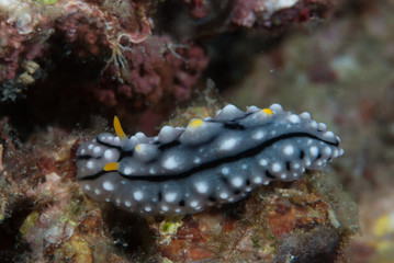 Phyllidia elegans Nudibranch