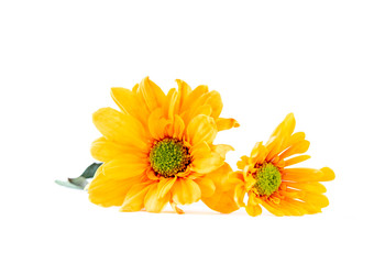 Vibrant yellow Gerbera Daisy flowers , Isolated on white background
