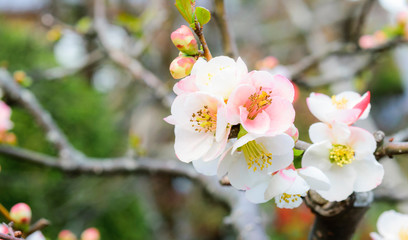 Sakura Flowers in the garden