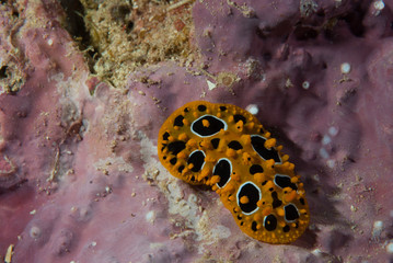 Phyllidia ocellata Nudibranch