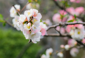Fototapeta na wymiar Sakura flowers