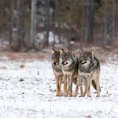 Three wild wolf siblings in Finland