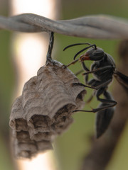 black wasp building your house