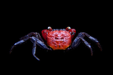 Little Red devil Crab isolated on black
