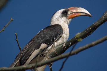 Pájaro posando 