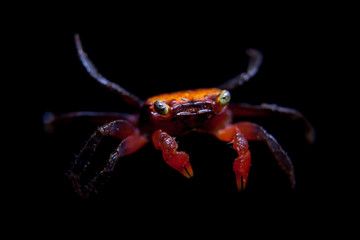 Little Red devil Crab isolated on black