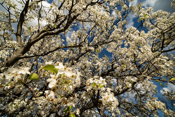 Dogwood tree blossoms on a beautiful spring day