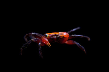 Little Red devil Crab isolated on black