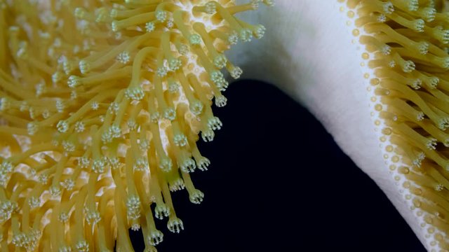 Closeup of soft corals polyps Leather Soft Mushroom (Sarcophyton glaucum). Macro 1: 1, underwater shots