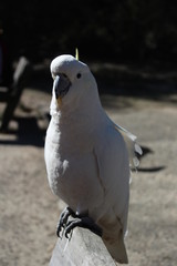 Sulphur Crested Cockatoo