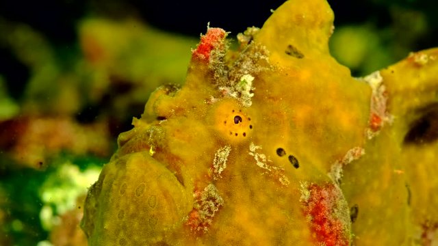 Portrait of Yellow Commerson's Frogfish. Giant Frogfish, Riesen Anglerfisch or Big Angler (Antennarius commerson). Closeup, underwater shot