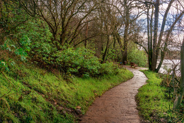 Fototapeta na wymiar Walking path surrounded by dense plants and a river in Folsom, California hiking trail