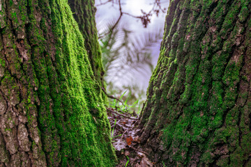 Obraz premium Moss growing between tree trunks in Folsom, California hiking trails
