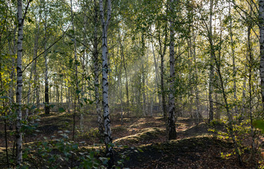Nature and landscape concept: view of the birch forest in the morning.