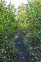 Nature and landscape concept: view of the path in the birch forest.
