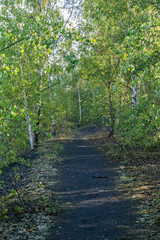 Nature and landscape concept: view of the path in the birch forest.