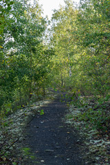 Fototapeta na wymiar Nature and landscape concept: view of the path in the birch forest.