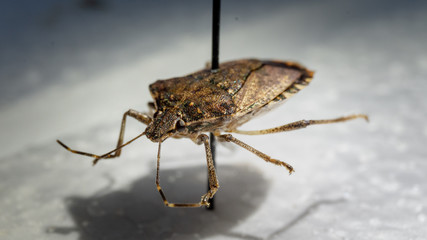 Stinkbug found in Sacramento area - Pinned © Timothy Dimal