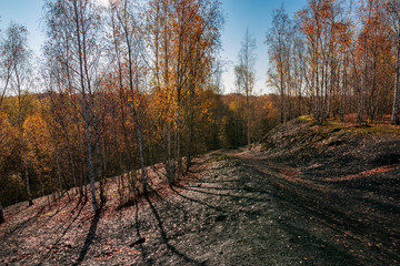 Nature and landscape concept:  view of birch forest in autumn time.