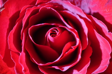 Romantische Rose Makro Valentinstag Nahaufnahme